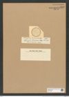 Actinocyclus oliverianus O'Meara (de-Toni-Nr.: Genus 195, Species 4754) Zeichnungen Sammlung Grunow Nr. 8393 (NHMW-BOT-W0377826)